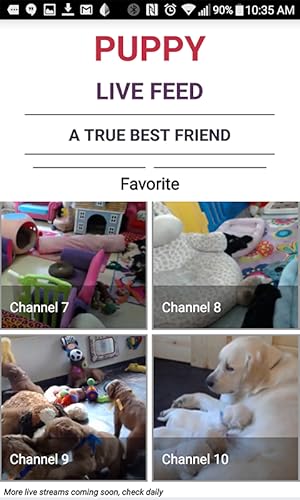Live Puppy Cam Streaming