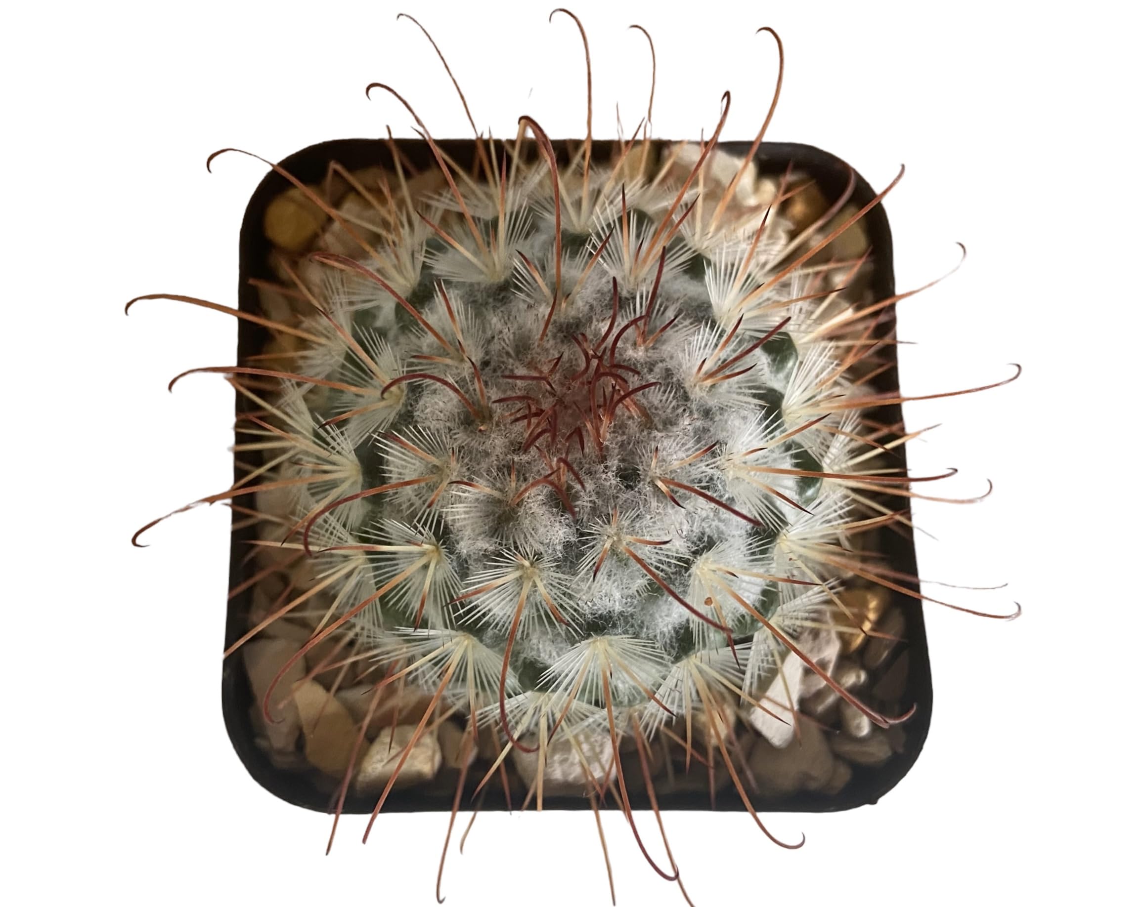 The Succulent Farm, Mammillaria bombycina, Live plant, Cacti (B0CJ9SXJL8) Amazon Price History, Amazon Price Tracker