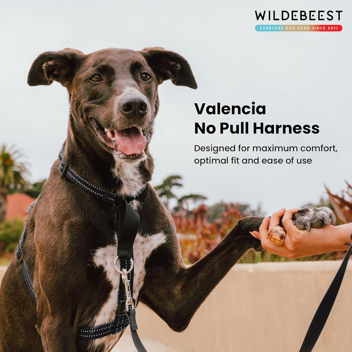 Wildebeest Valencia No Pull Dog Harness | Front and Back Leash Clips | Soft Padded Straps | Lightweight, Adjustable, Easy On/Off for Training and Dog Walking | Large Black
