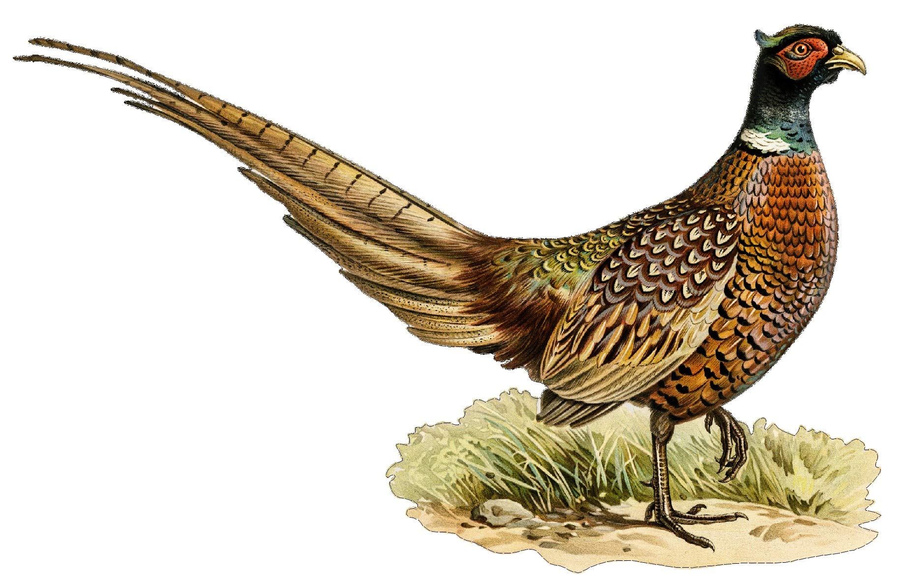 LightningSigns Pheasant Country Gamekeeper Hunting Car Van 4x4 Pick Up Wall Art Stickers Decals (Small right)