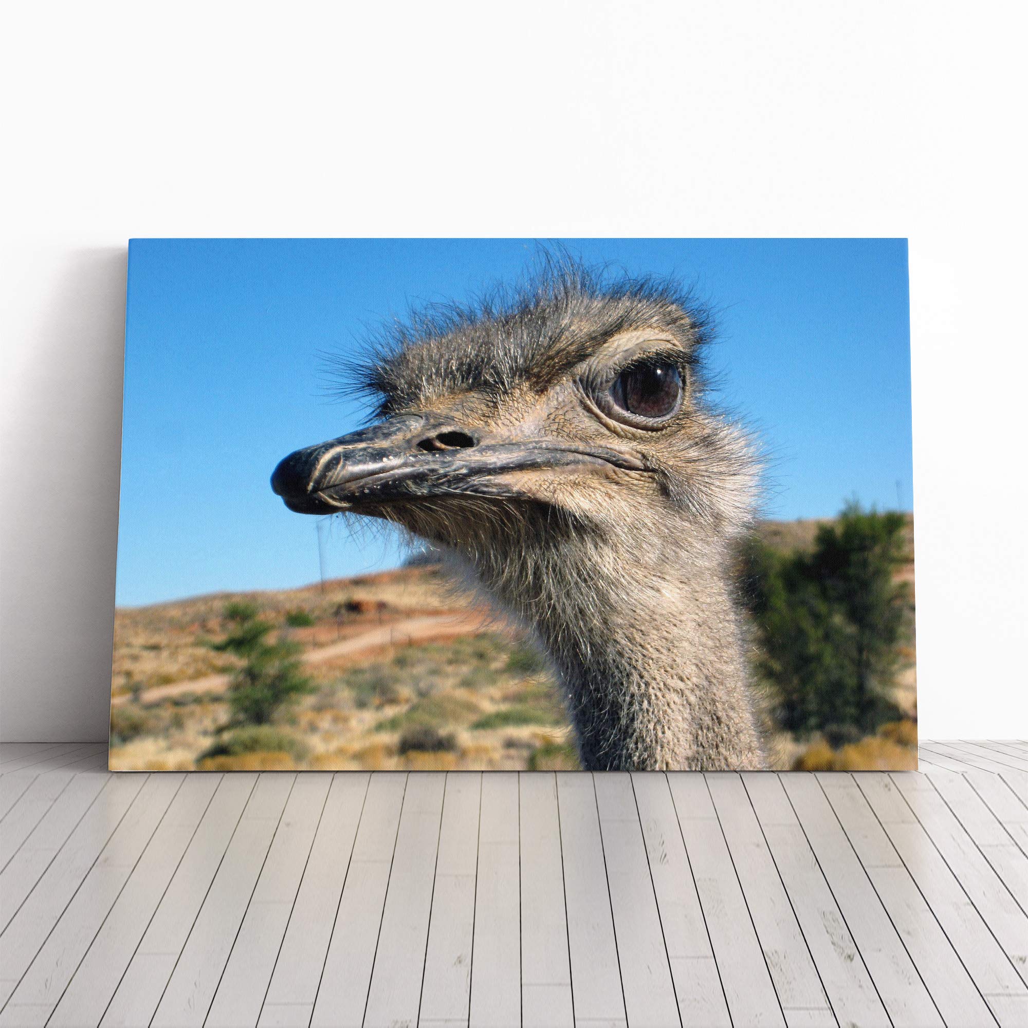 Ostrich (2) Canvas Print | Gallery Wrapped 30mm Frame Wall Art | 30x20 inches | Ready to Hang | Modern Picture | Living Room Bedroom Lounge Office