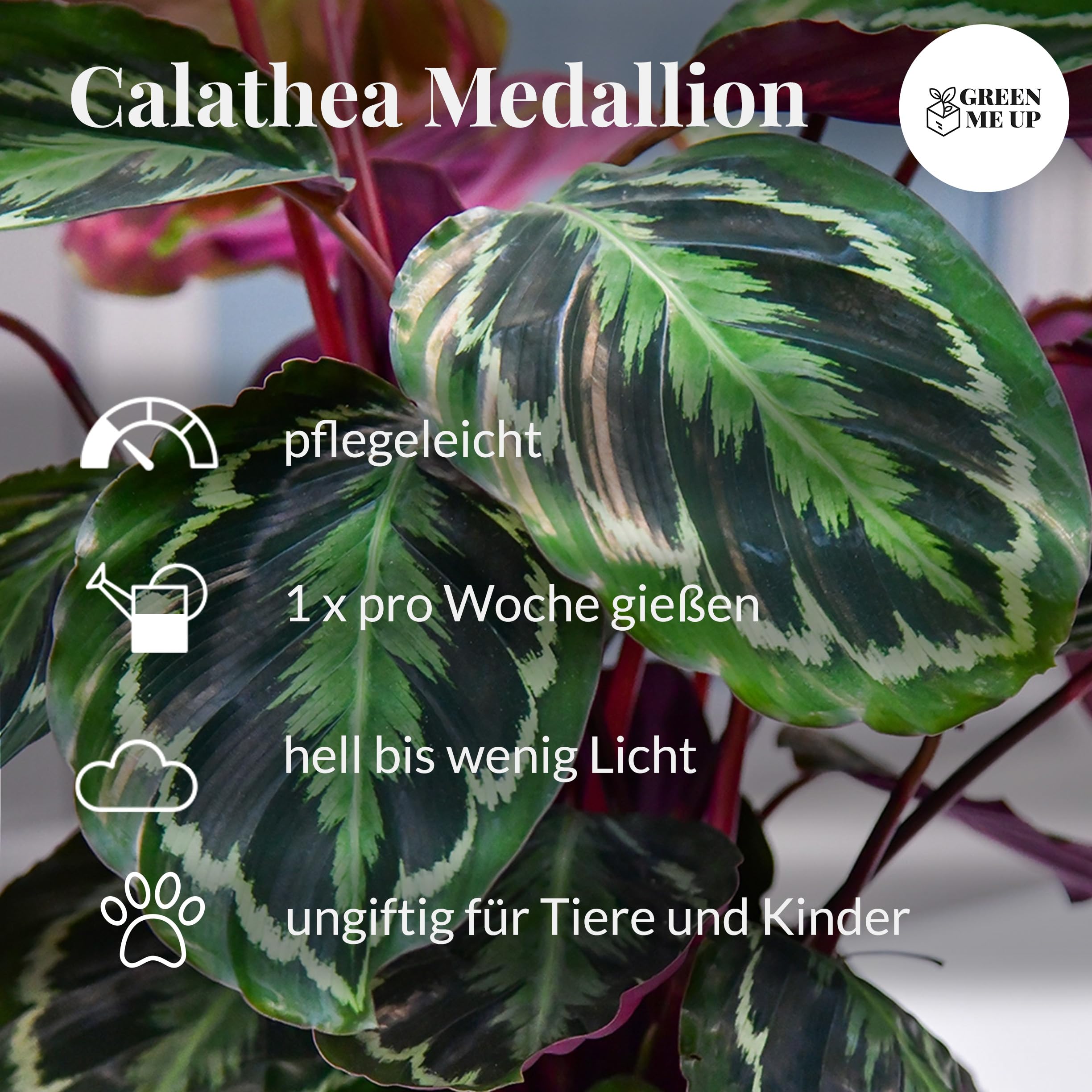 Set Calathea Medallion No. 19 im 19 cm Topf, Zimmerpflanze 70 bis 80 cm mit gemusterten Blättern, Dekoset im geflochtenen Seegraskorb 25 cm für dekorative Wohnakzente, Tierfreundlich