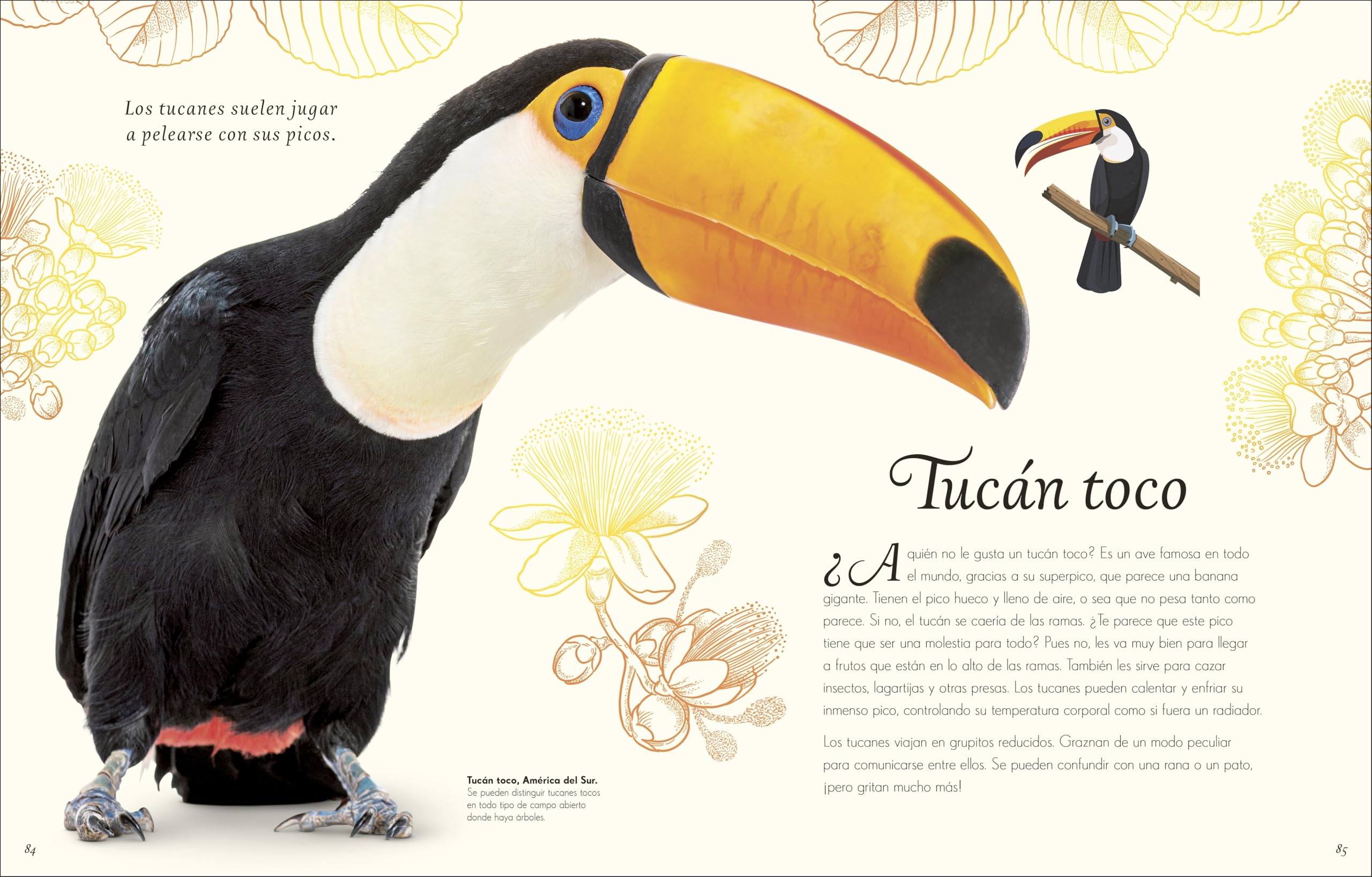 Antología de aves extraordinarias (Planeta curioso) (DK Infantil)