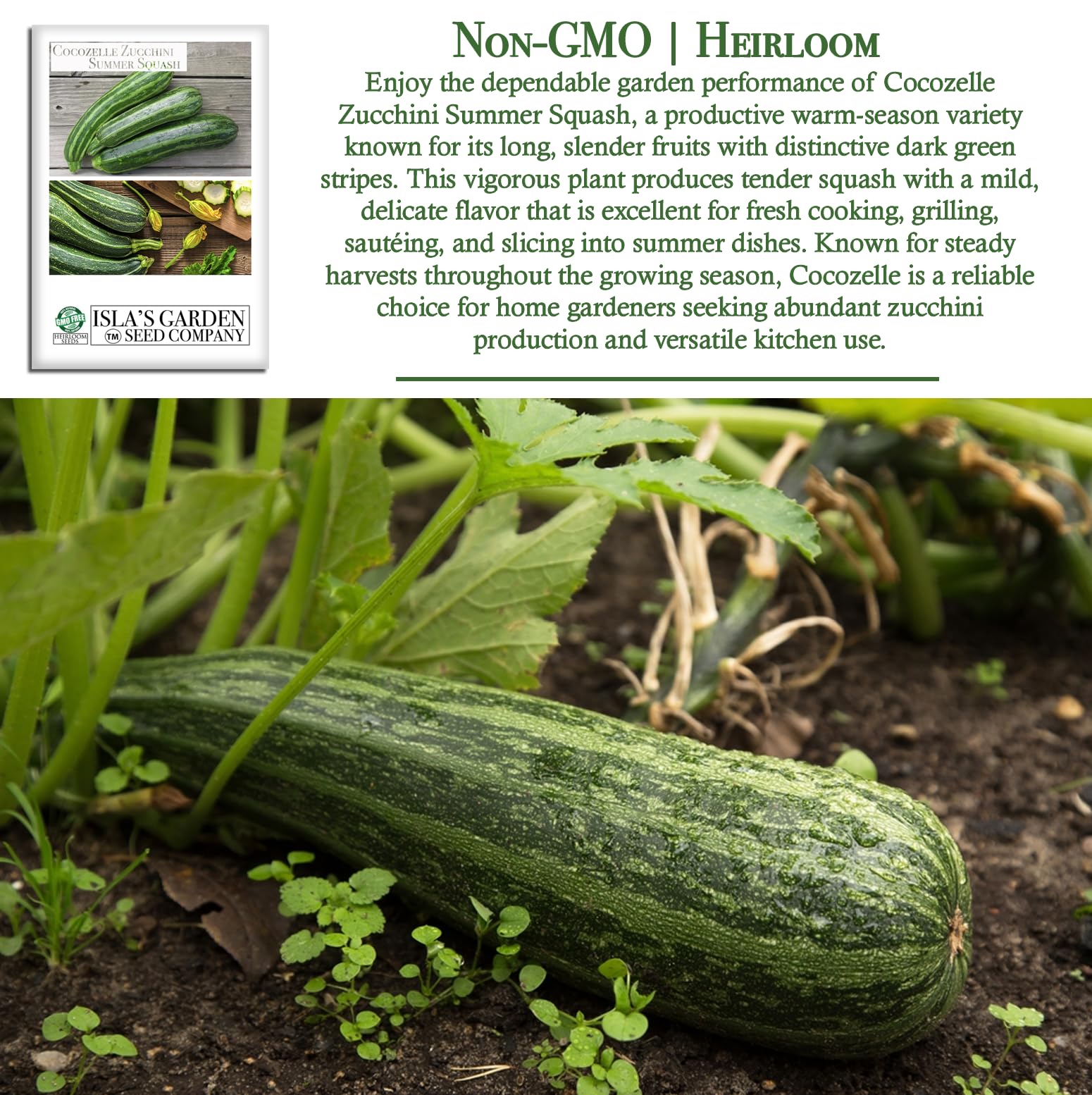 Amazon.com : Cocozelle Zucchini Summer Squash Seeds – 50+ Heirloom