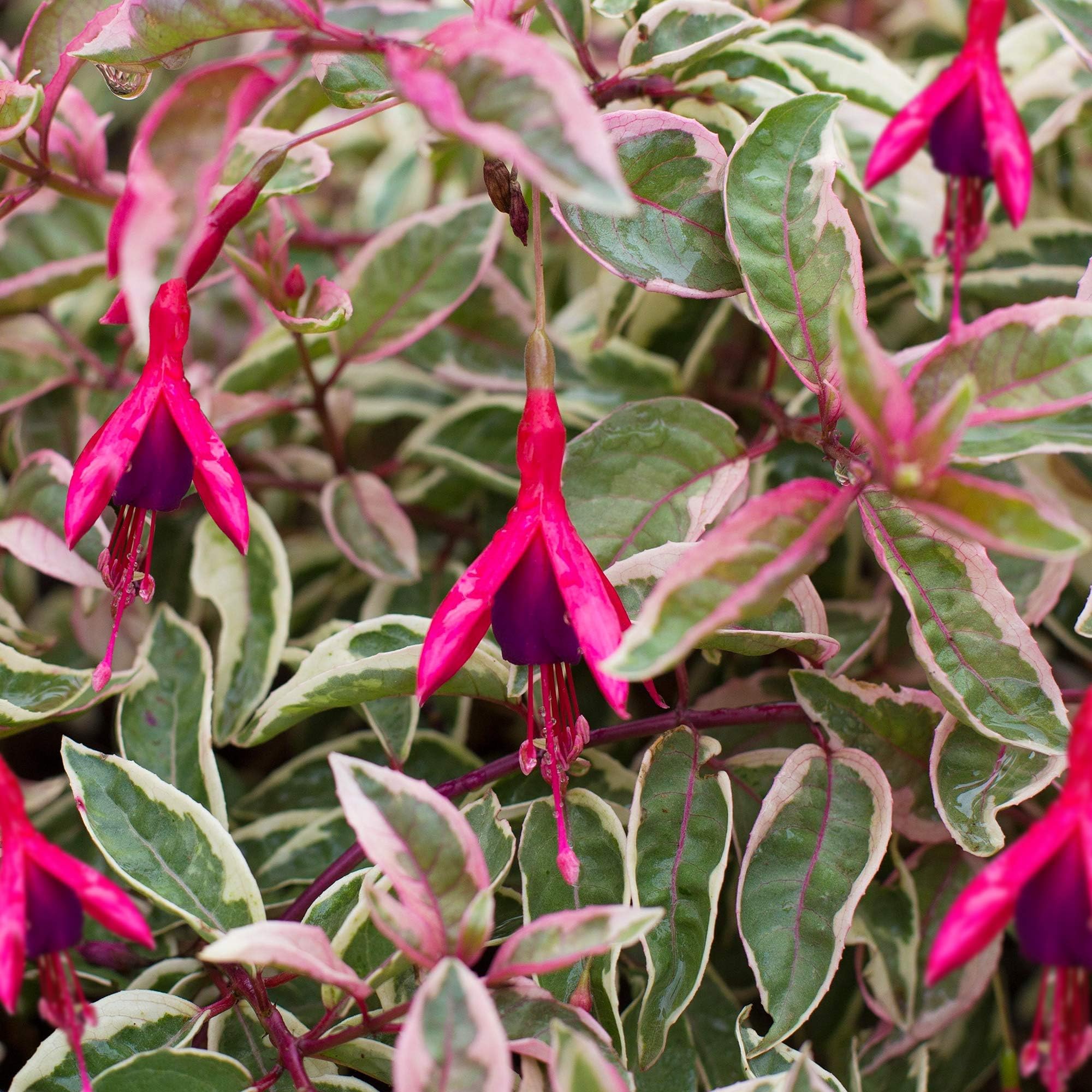 Fuchsia Hardy Sunray - Lady's Teardrops | Deciduous Potted Garden Shrub (15-30cm Incl. Pot)