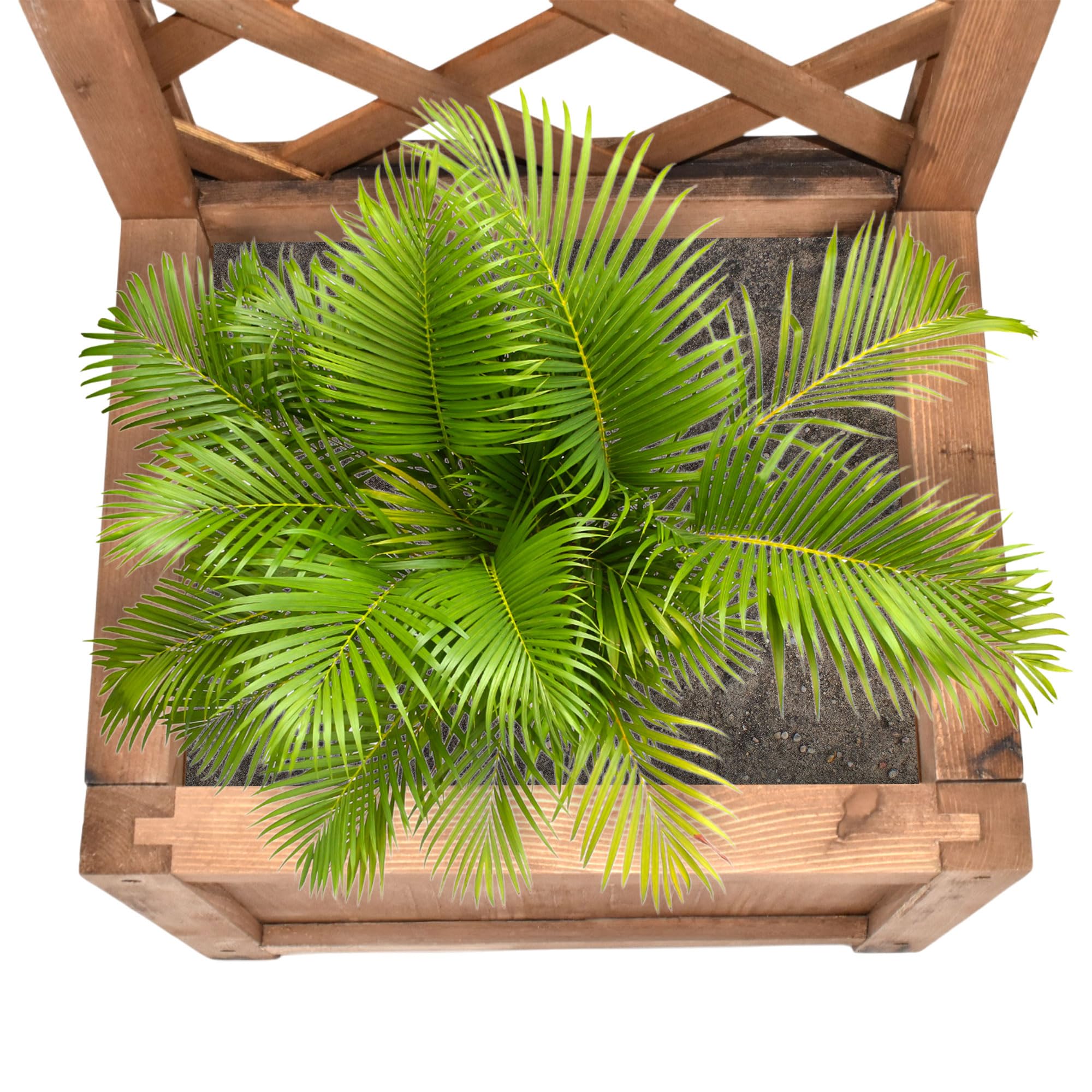 FRANKYSTAR Rosy - Fioriera da Esterno Giardino con Grigliato 35x120x30 cm per Piante Rampicanti in Legno di Cedro Impregnato Ebony
