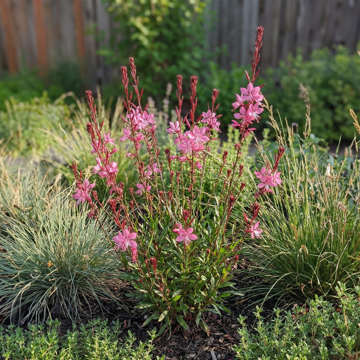 Bloomique - Set di 3 - Gaura Lindheimeri ‘Siskiyou Pink’ - Bellissima candela - Ricca fioritura - Resistente all'inverno - Perenne - Altezza 10-20 cm - Vaso 9 cm