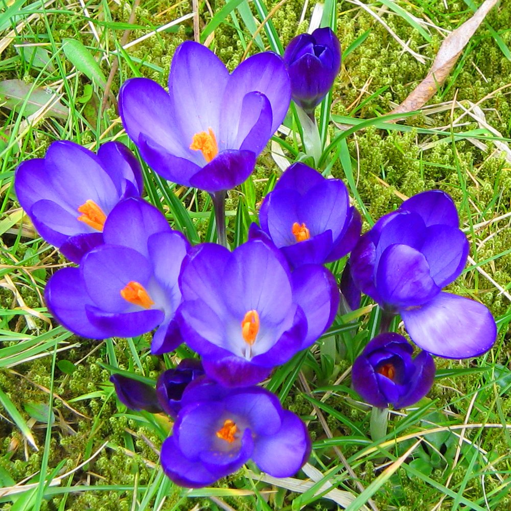 Gardeners Dream Elfenkrokus Zwiebeln Tommasinianus 'Ruby Giant' (500 Stk.) - Krokusse Blumenzwiebeln Mehrjährig Winterhart - Krokus Zwiebeln zum Pflanzen - Pflanzen Garten Frühblüher Zwiebeln