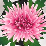 chrysanthemen giftig  Kühlen Sie Aufkleber ab, die Ihren Atem wegnehmen