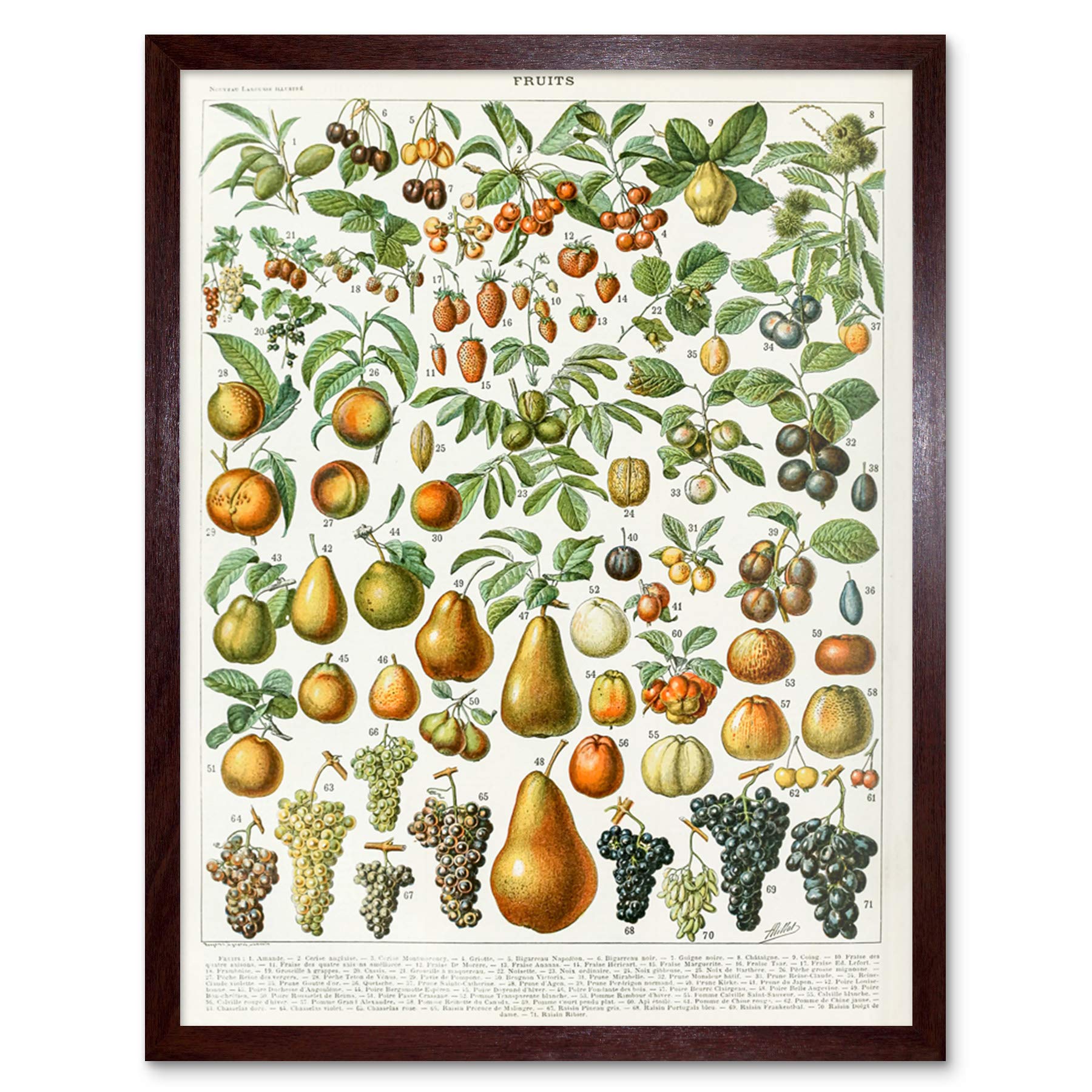 Artery8 Millot Encyclopedia Page Molluscs Shells Art Print Framed Poster Wall Decor 12x16 inch — view 50