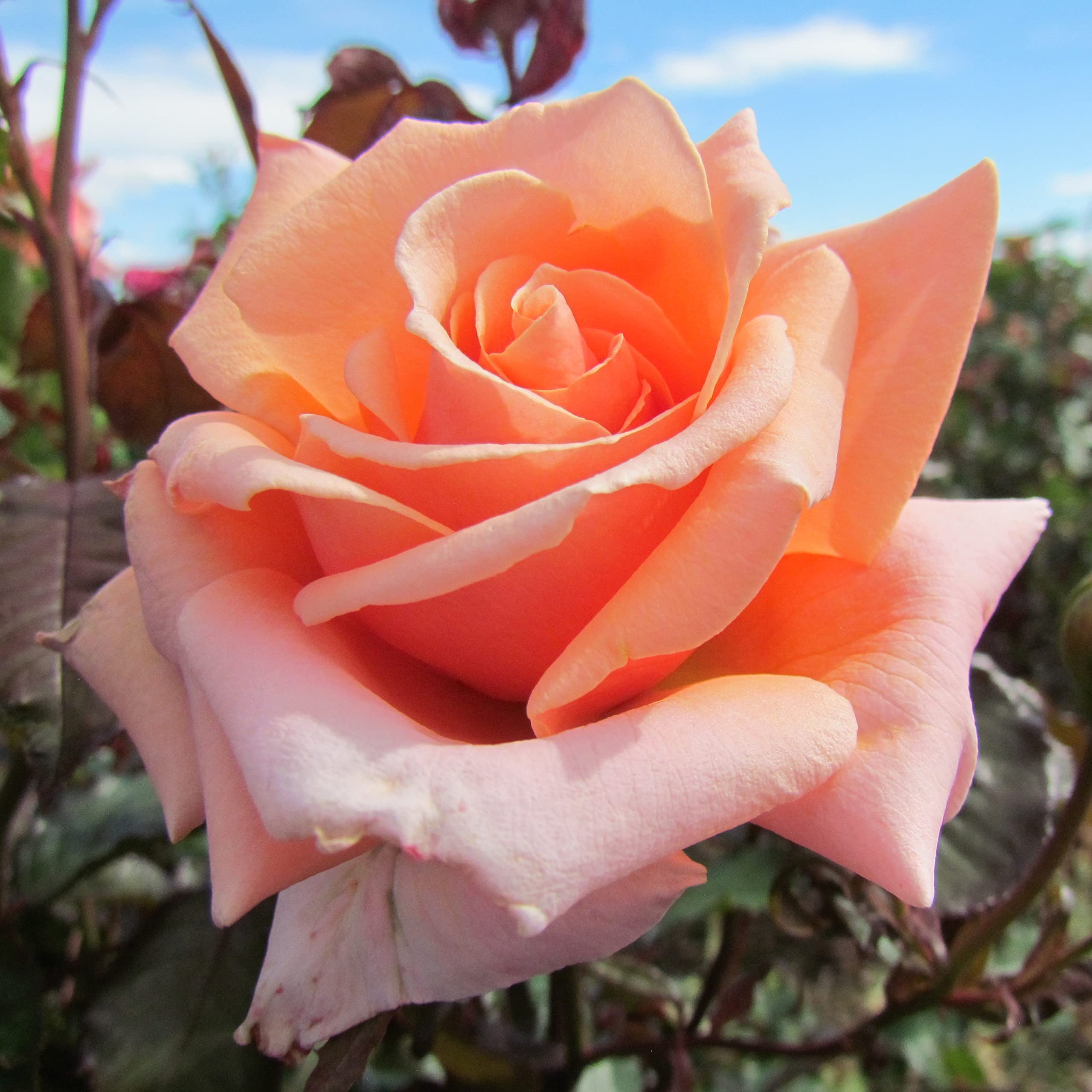 True Friend - 5.5lt Potted Floribunda Garden Rose Bush - Fragrant, Large Deep Apricot Flowers, Gift