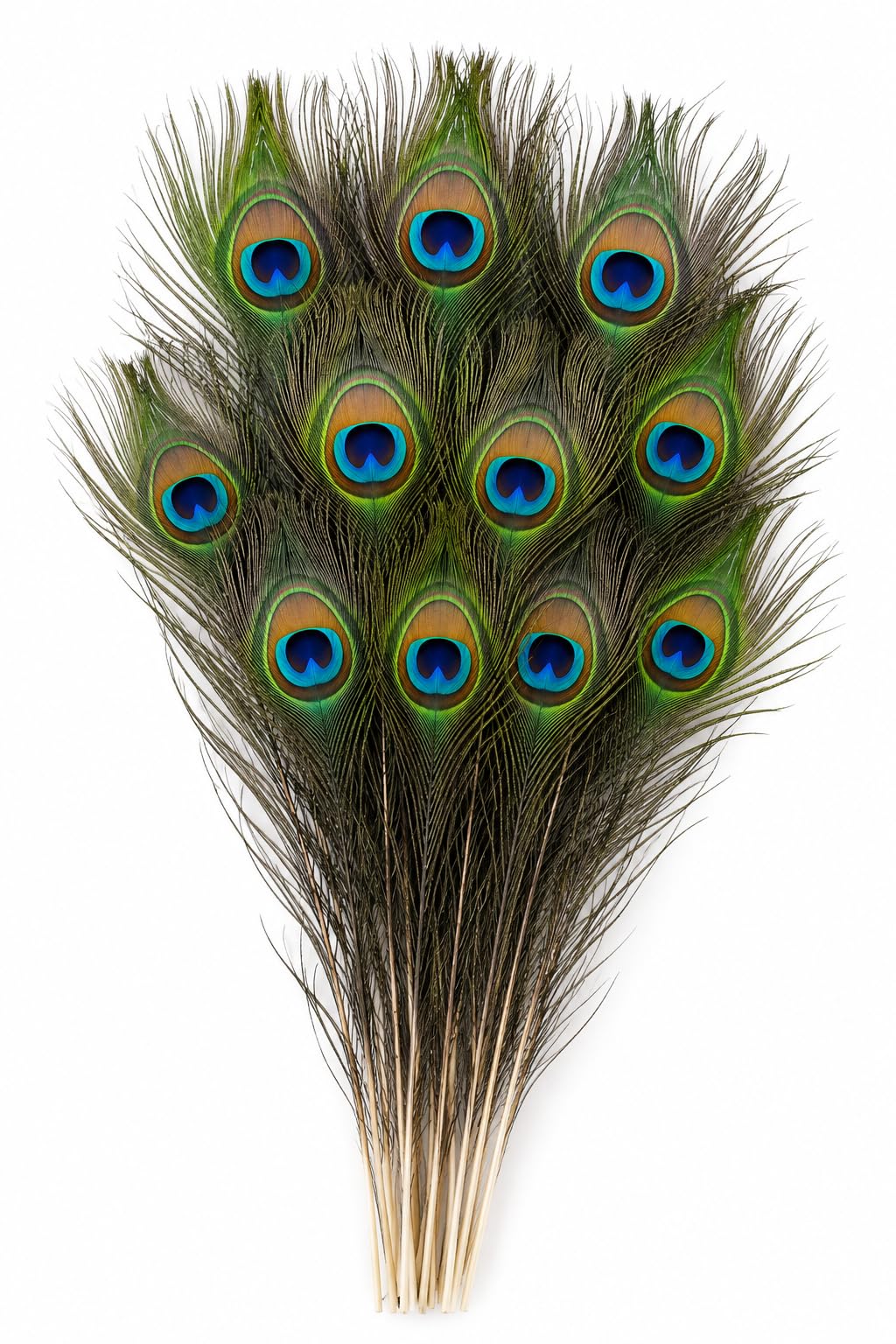 Natural Peacock Feathers (Pack of 10) | 83 cm (29-33 Inch) Original Real Long Mor Pankh Tail Feathers for Home Decoration, Pooja, Krishna Temple, Costume & Floral Arrangements-image-12