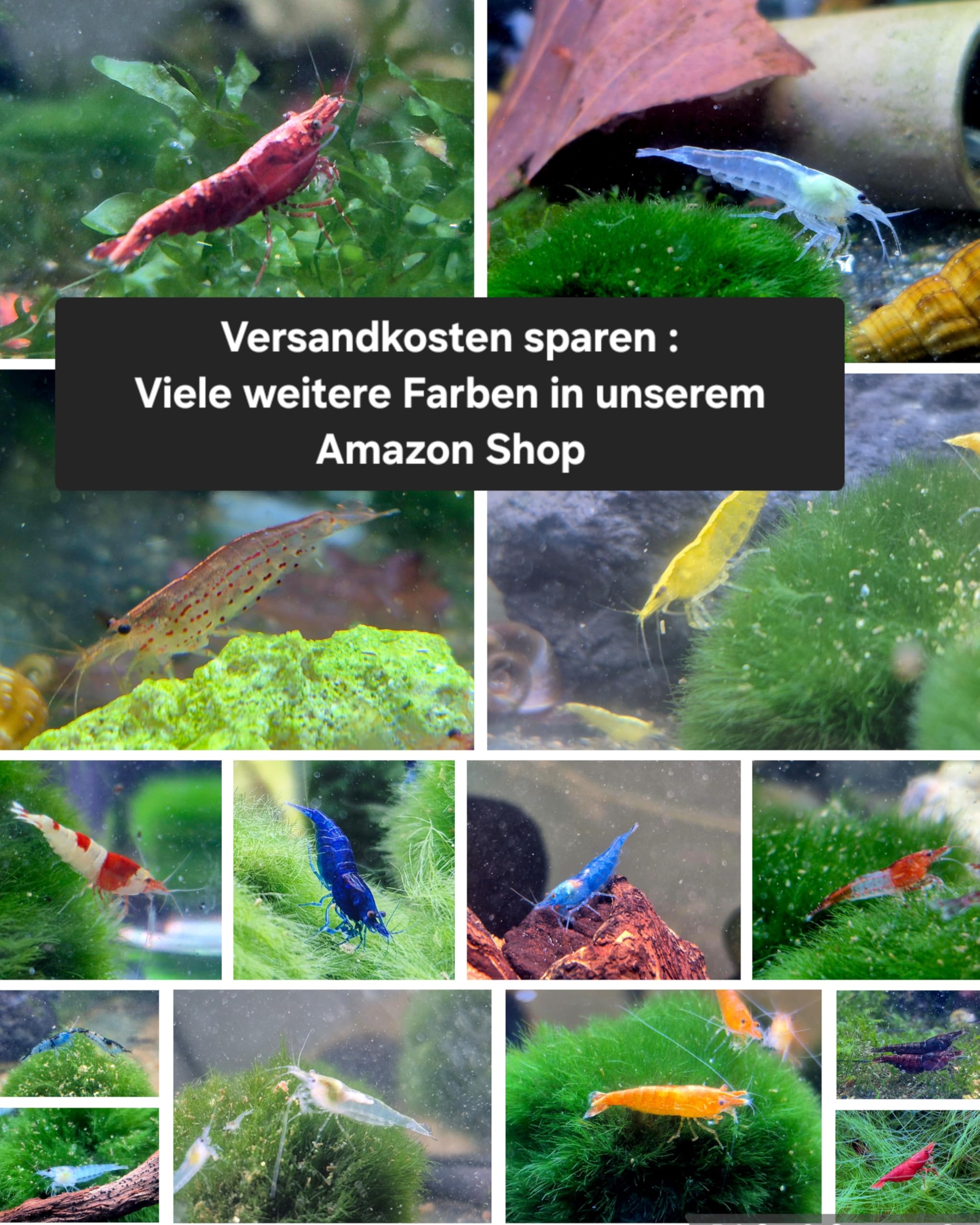 10x Bunte Garnelen Mischung – Farbenfroher Mix für Ihr Aquarium als Jungtiere ca 1cm oder Adulte Tiere ca 2cm lebende Neocaridina Aquarium Rot Blau Gelb Orange usw (Erwachsen Ca 2cm)