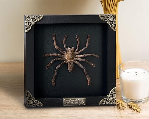 Miniatura 2 de Araña enmarcada real, marco negro, escarabajo, mariposa, caja de sombra hecha a mano, marco de insectos, entomología única, muestras rarezas,
