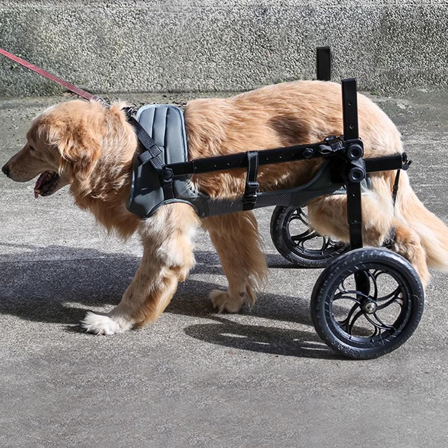 Silla de ruedas para perros activos, andador ajustable de 2 ruedas para paseos diarios