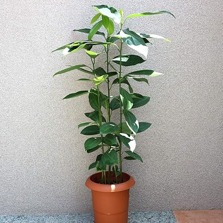 Amazon Co Jp シナモン セイロン ニッケイ 観葉植物 中型 7号プラスチック鉢 品種で選べる観葉植物 リビングやオフィス向きサイズ 1個 学名 Cinnamon Zeylanicum クスノキ科シナモン属 原生地 スリランカ 低温と日当たりに注意すれば意外に育てやすい観葉植物 Amazon Co Jp シナモン セイロン ニッケイ 観葉植物 中型 7号プラスチック鉢 品種で選べる観葉植物 リビングやオフィス向きサイズ 1個 学名 Cinnamon Zeylanicum クスノキ科シナモン属 原生地 スリランカ 低温と日当たりに注意すれば意外に育てやすい観葉植物