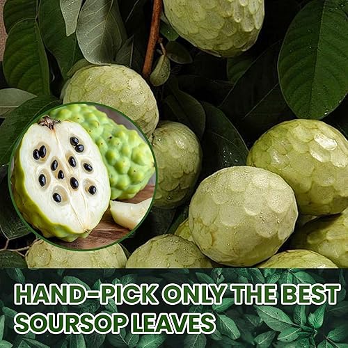 Miniatura 3 de Bolsas de té de hoja de graviola de guanábana natural, 100% puro de hojas de guanábana, hechas a mano