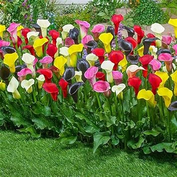 Calla Lily Bulbs for Planting Now UK,Garden Flowers,Hardy Perennial,Cut Flowers,Wedding Flowers,Strong Plants That Grow Well.-6bulbs-F