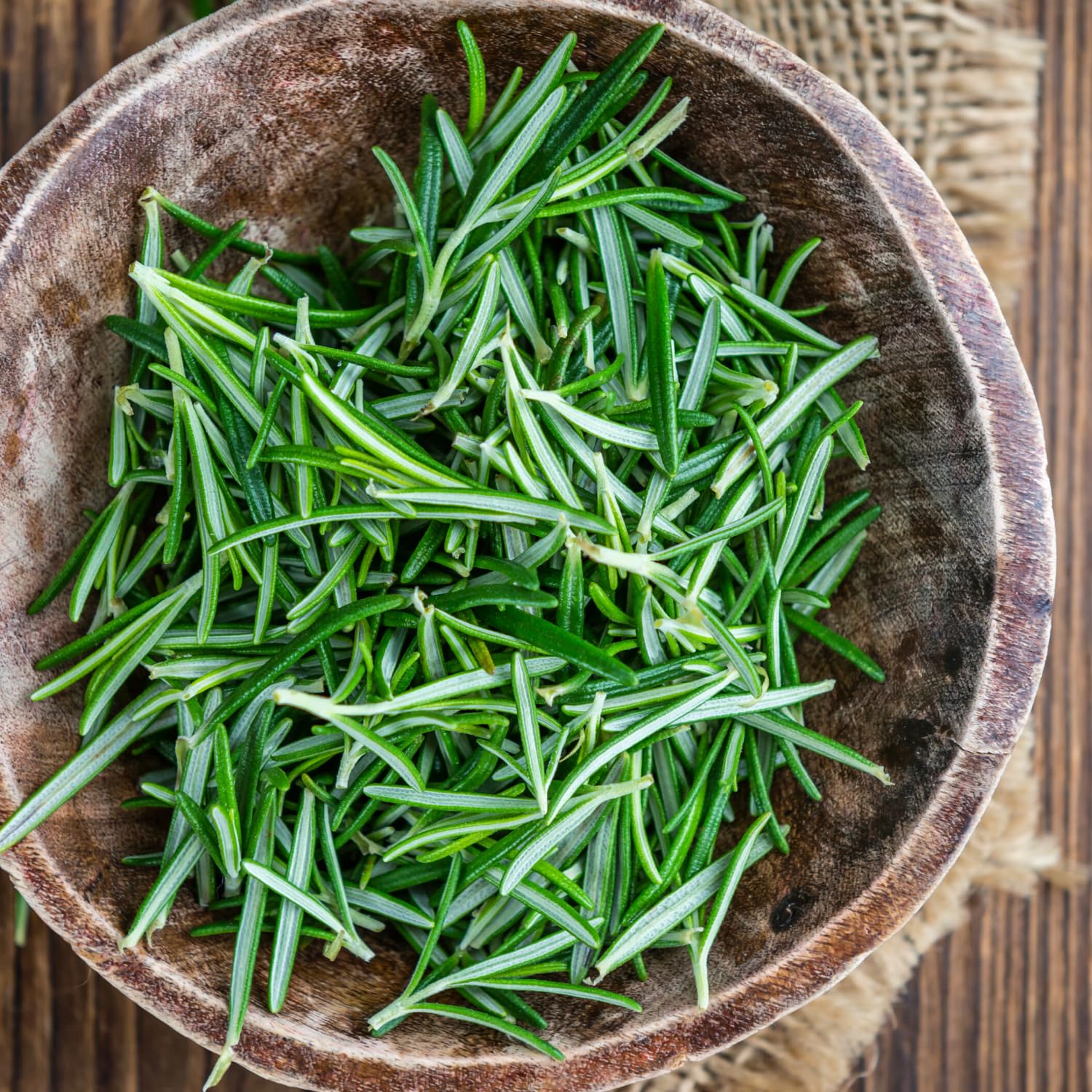 ローズマリー Amazon.com : Pack 02 of Rosemary Plants Live, Live Rosemary