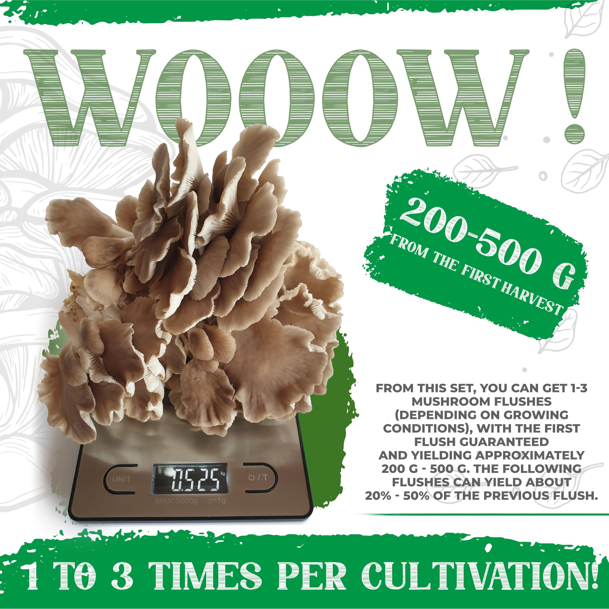 Spoon-Shaped Oyster Mushroom Growing Kit | Einfache Heimkultivierung | Reich an Protein und Nährstoffen | Gourmetgeschmack zum Kochen | Frische Ernte in wenigen Wochen