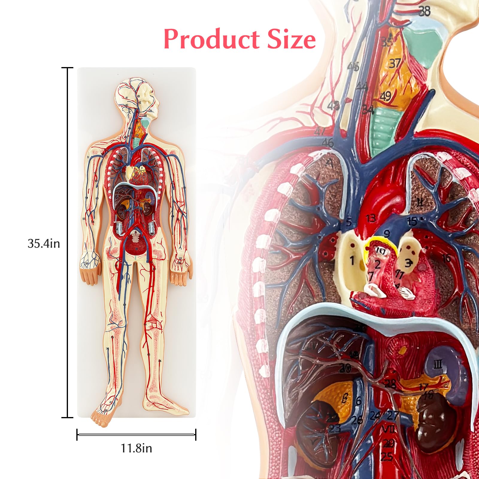 Circulatory System Flat Model Biology 118 With Gatewood