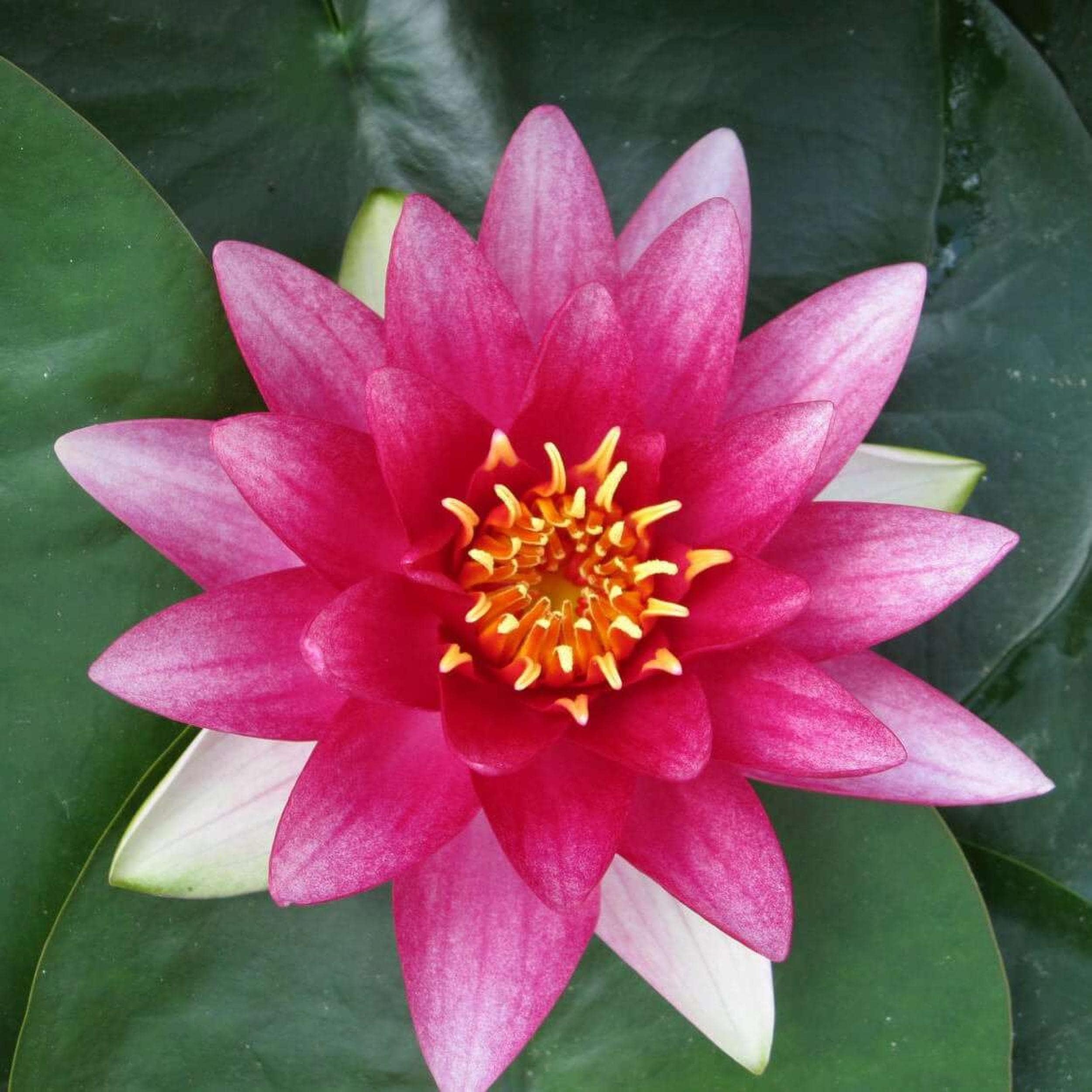 Ninfea viva, resistente e pre-cresciuta, pre-radicata, resistente, per il tuo laghetto o patio giardino d'acqua | Drop-N-Grow Convenienza - Rosso