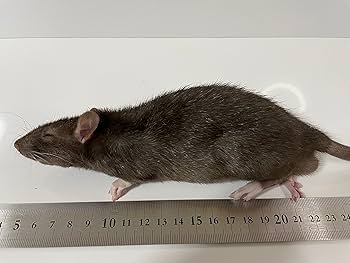 個包装 冷凍ラット 200匹セット 100~130g 個包装 冷凍ラット 200匹セット 100~130g 個包装 冷凍ラット 200匹