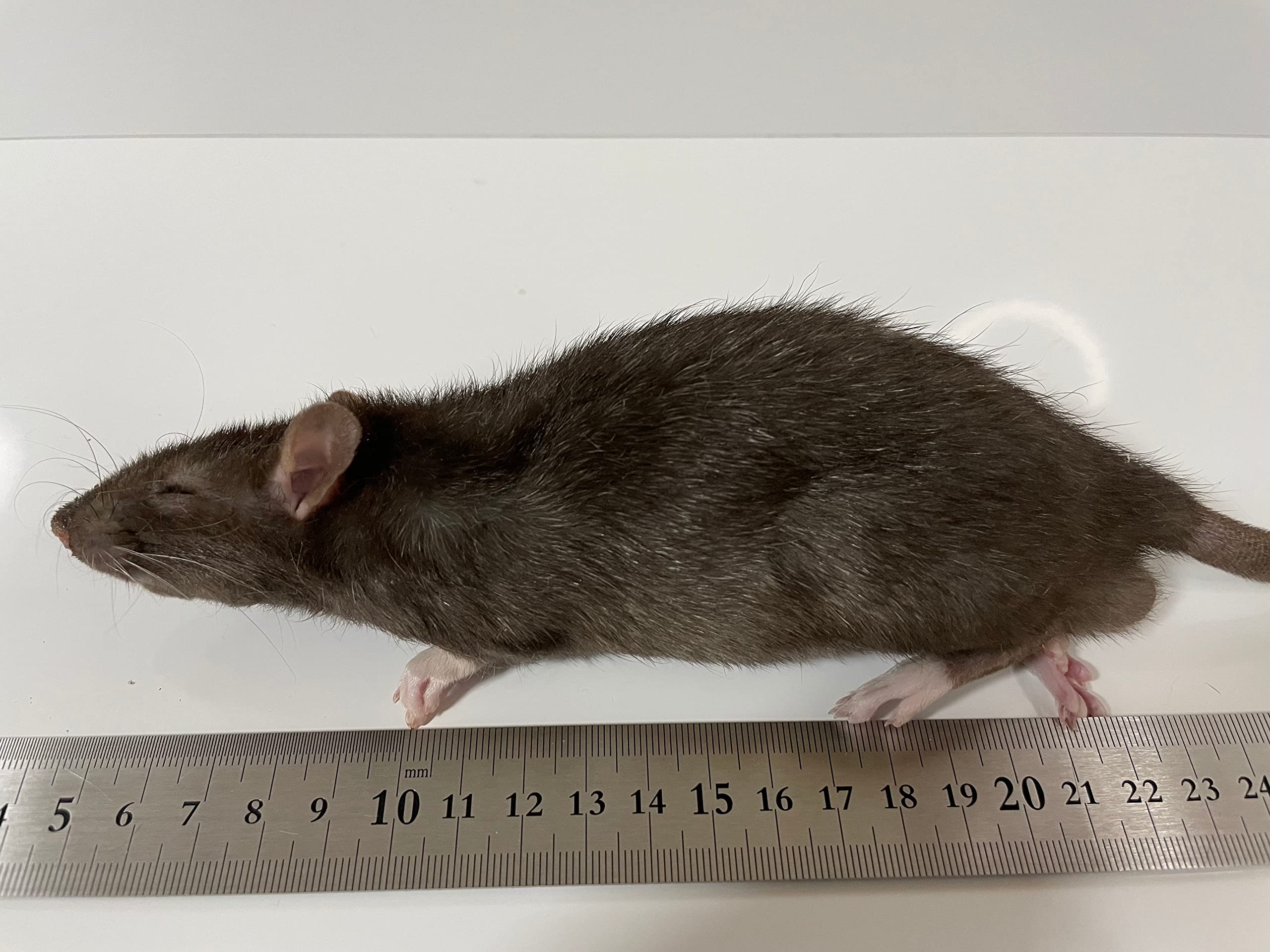 Amazon | 国産冷凍ラット L 200g（＋20g-20g）前後 ももたろう