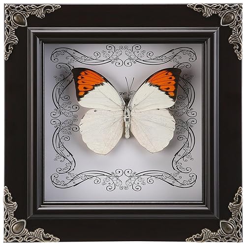 Real Butterfly Framed Butterfly Taxidermy - Butterfly Picture Frame, Real Framed Butterflies in a Box for Gothic Home Decor Aesthetic (H_Crane Crest White Butterfly) - H_crane Crest White Butterfly