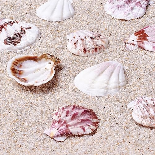 KISSITTY Cuentas teñidas de concha de mar de playa con agujeros de 1.53 a 1.77 pulgadas de longitud para proyectos de manualidades y manualidades