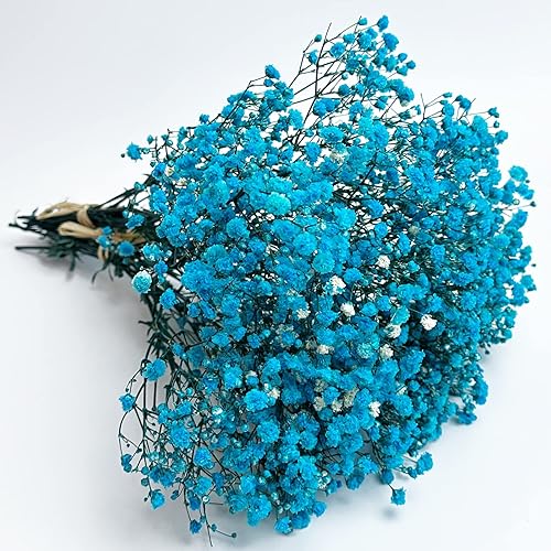 Aliento preservado del bebé, 3 racimos, 100% natural de gypsophila fresca, flores de larga duración para arreglos de jarrón, decoración del hogar,