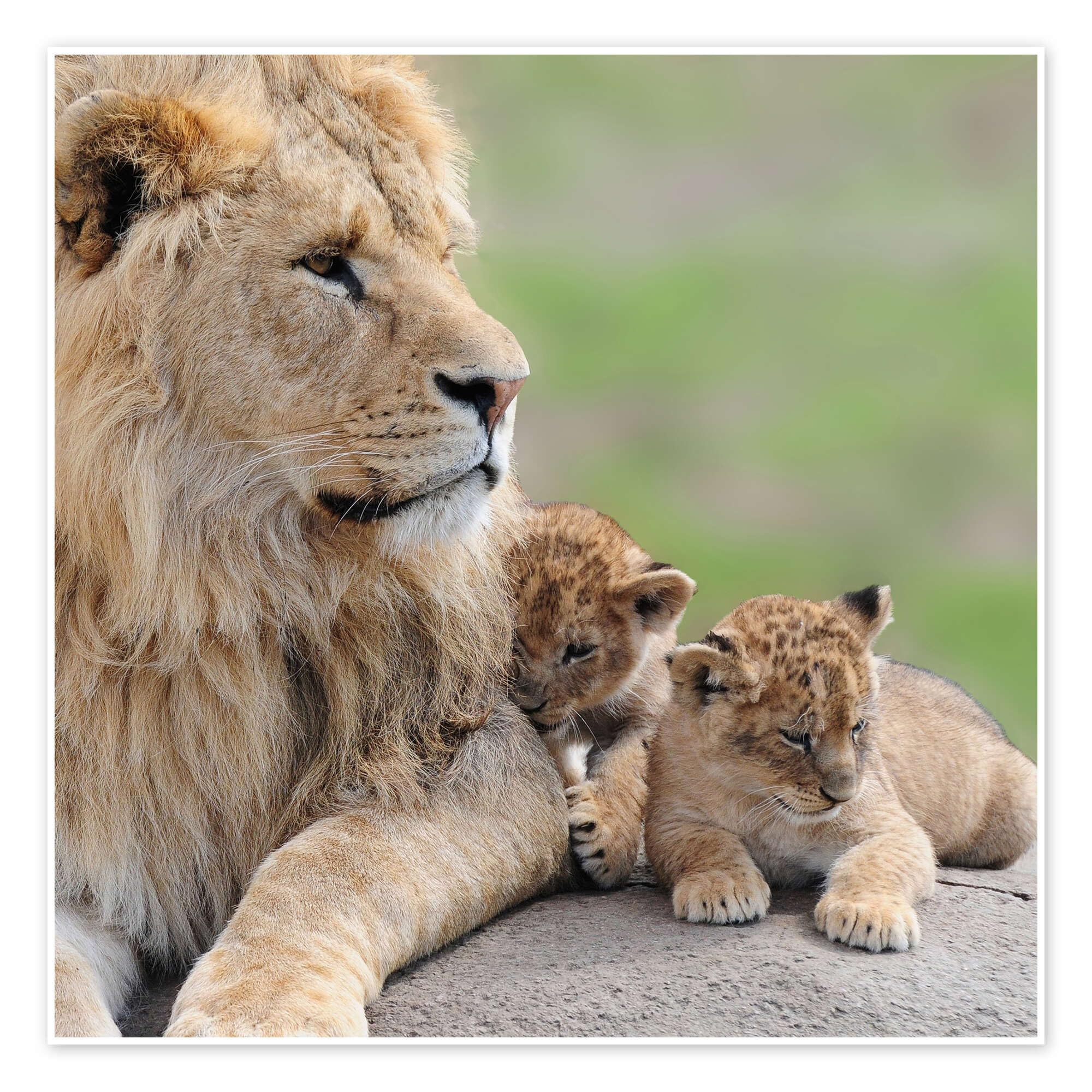 Posterlounge Leones jóvenes Póster | 100 x 100 cm Cuadros Decoración para la pared