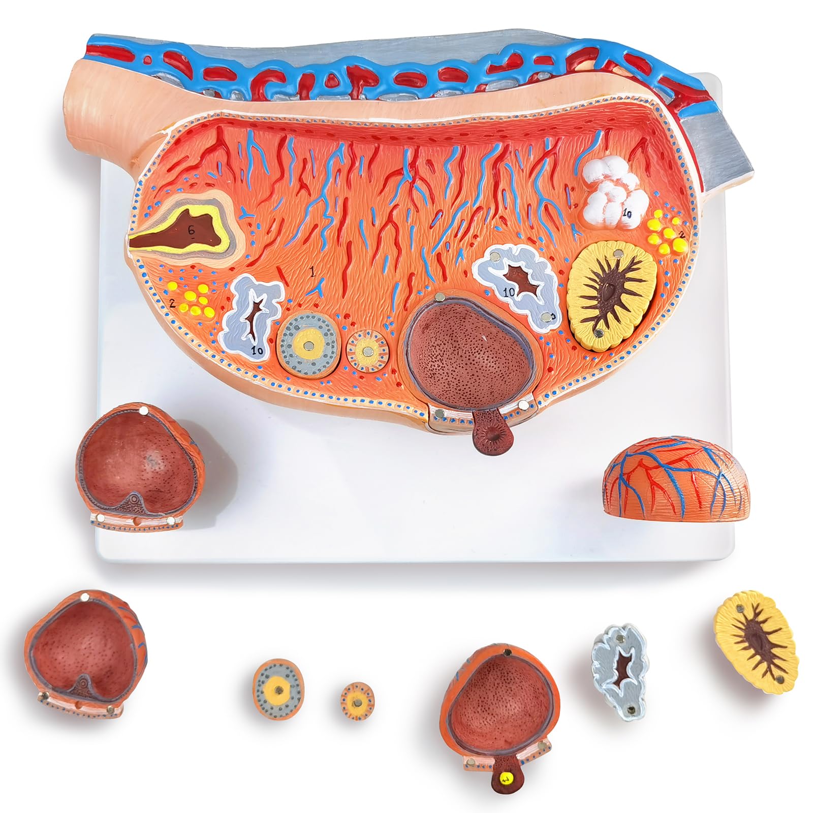EVOTECH Human Ovary Anatomical Model, 13 Parts Female Ovarian Structure Anatomy and Follicular Development Model for Medical Teaching Learning Research Education Display