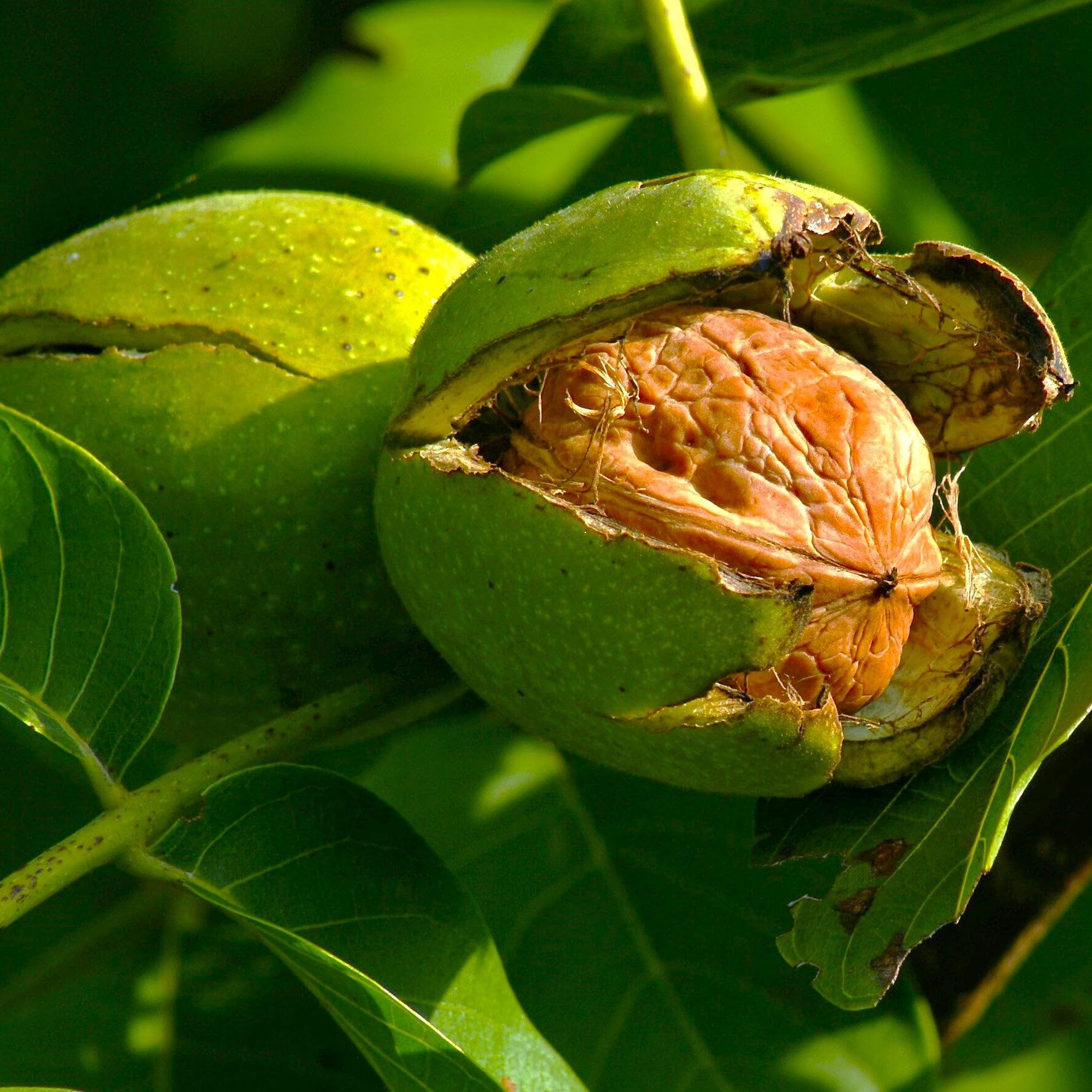 TomorrowSeeds - Howard English Walnut Tree Seeds - 5+ Count - for 2026 Planting Juglans Regia Warm Weather Californian Productive High Yield Persian Edible Walnuts Nut Trees Perennial