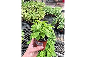 Organic Indian Tulasi Live Plant for Garden, Holy Basil Ramma Tulsi Live Herb