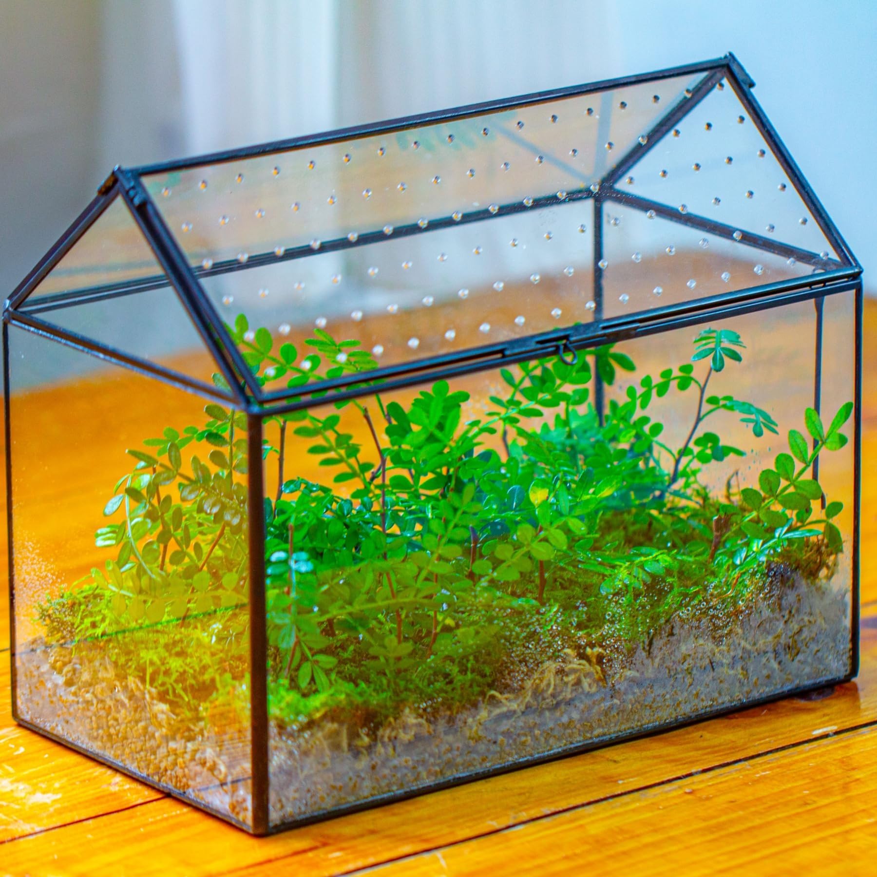 NCYP Glas-Terrarium in Hausform mit Acryl-Deckel, 26 x 15 x 21 cm, große geometrische Box für Schnecken, Farne, Sukkulenten, Luftpflanzen, Tischdekoration, handgefertigt (nur Terrarium)