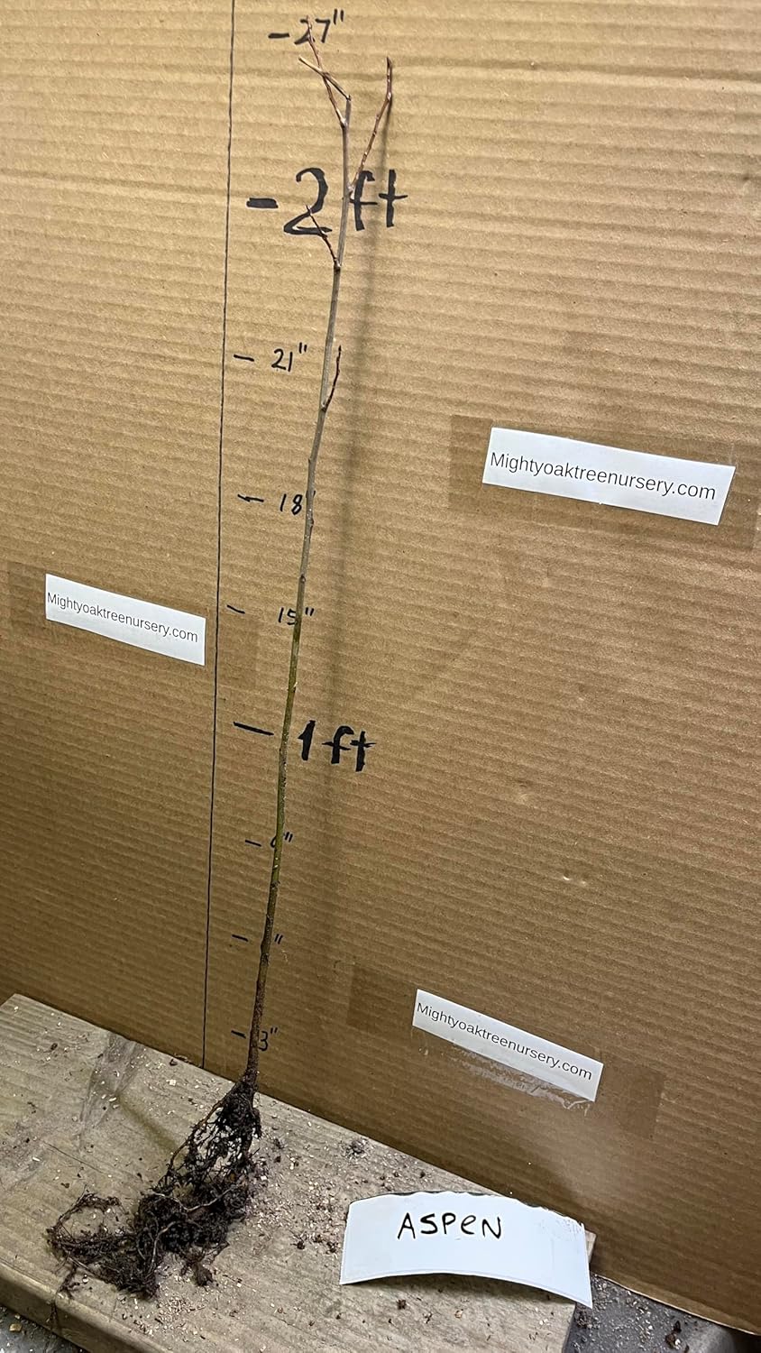 12-24” Tall 2 Plants Quaking Aspen (Populus tremuloides), 1 Year Old Plants