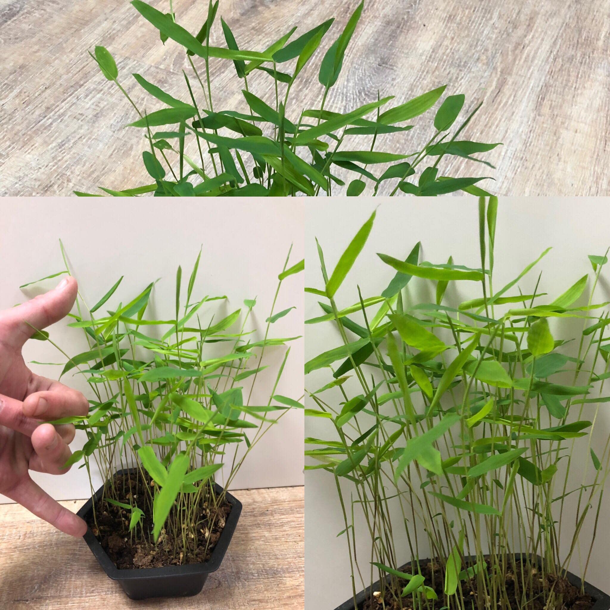1 kg Samen Riesenbambus -Dendrocalamus strictus