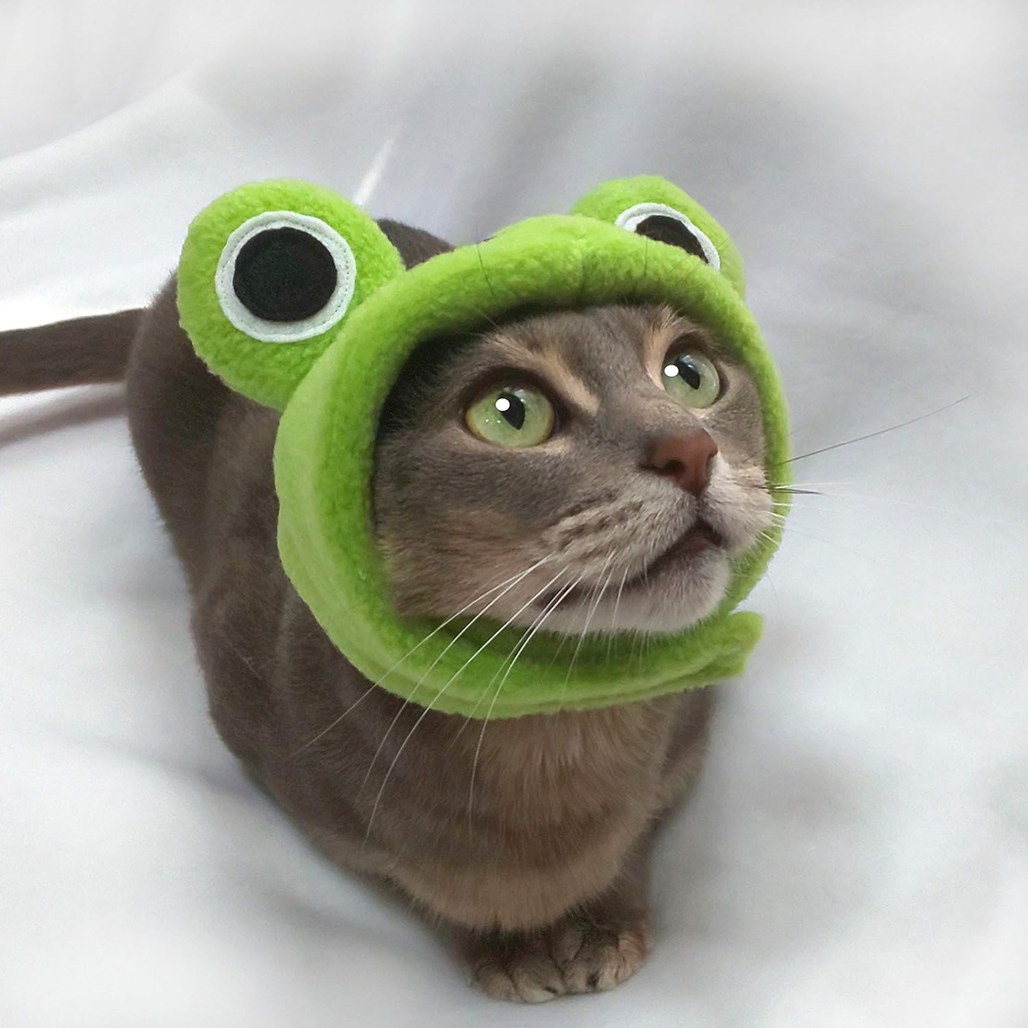 春の最新作 送料無料 専用 犬用 Msize コスプレ 被り物カエル No32 海外最新 Kotsadoroiladas Gr