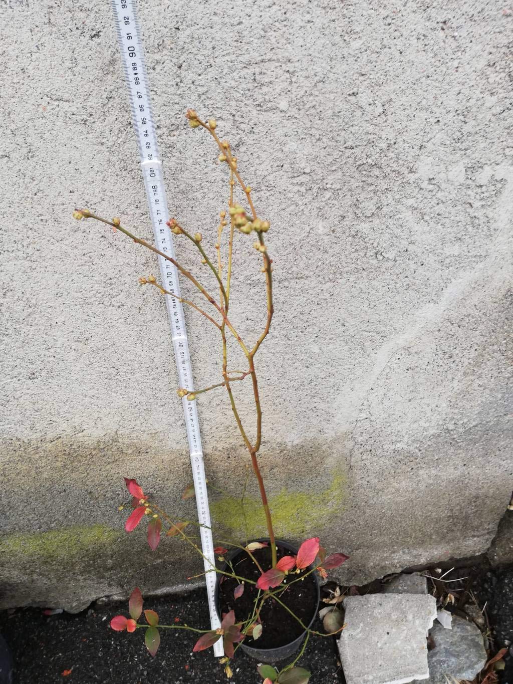 10 X MIRTILLO GIGANTE AMERICANO 2 ANNI PIANTE 50-70 CM