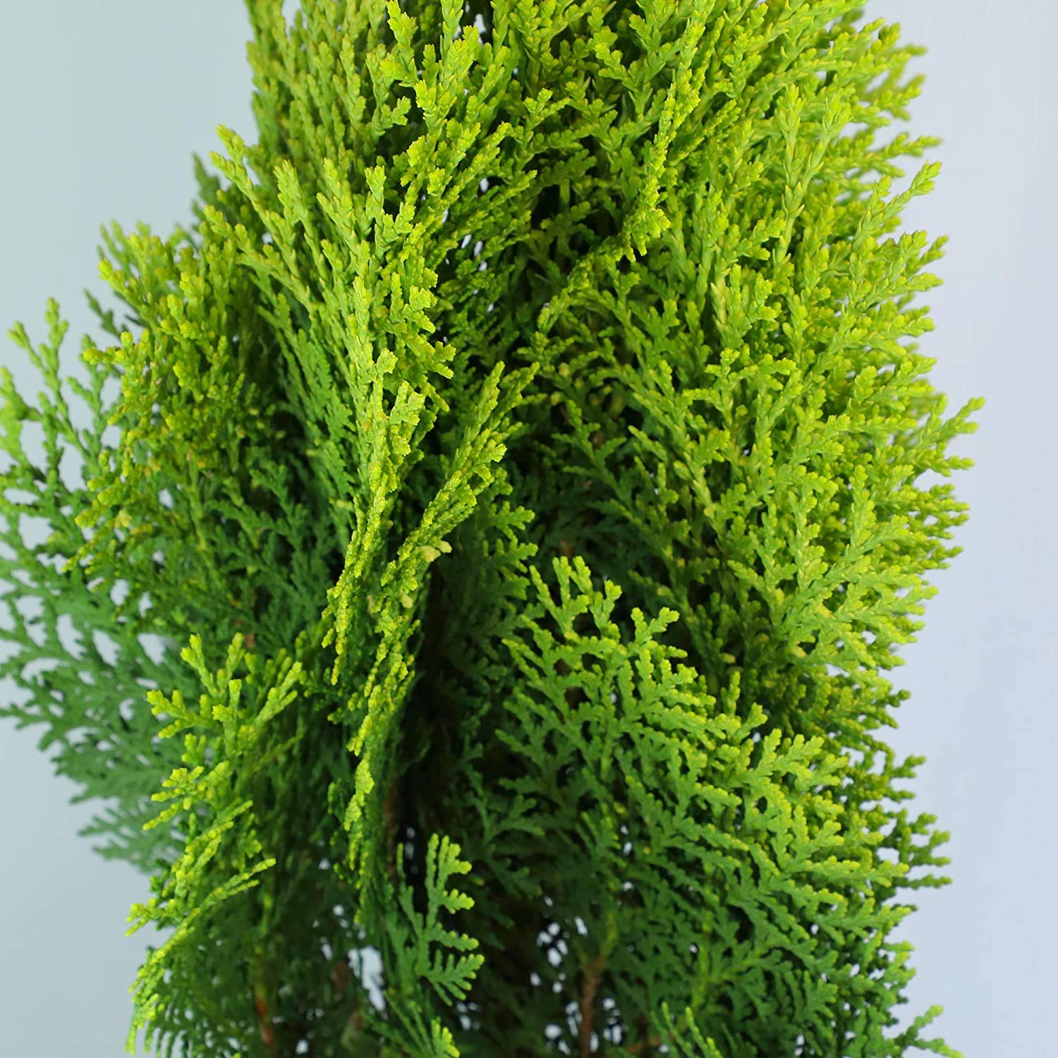 OXTICGolden Thuja Morpankhi Outdoor Decorative Live Plant (B096414ZPN) Amazon Price History, Amazon Price Tracker