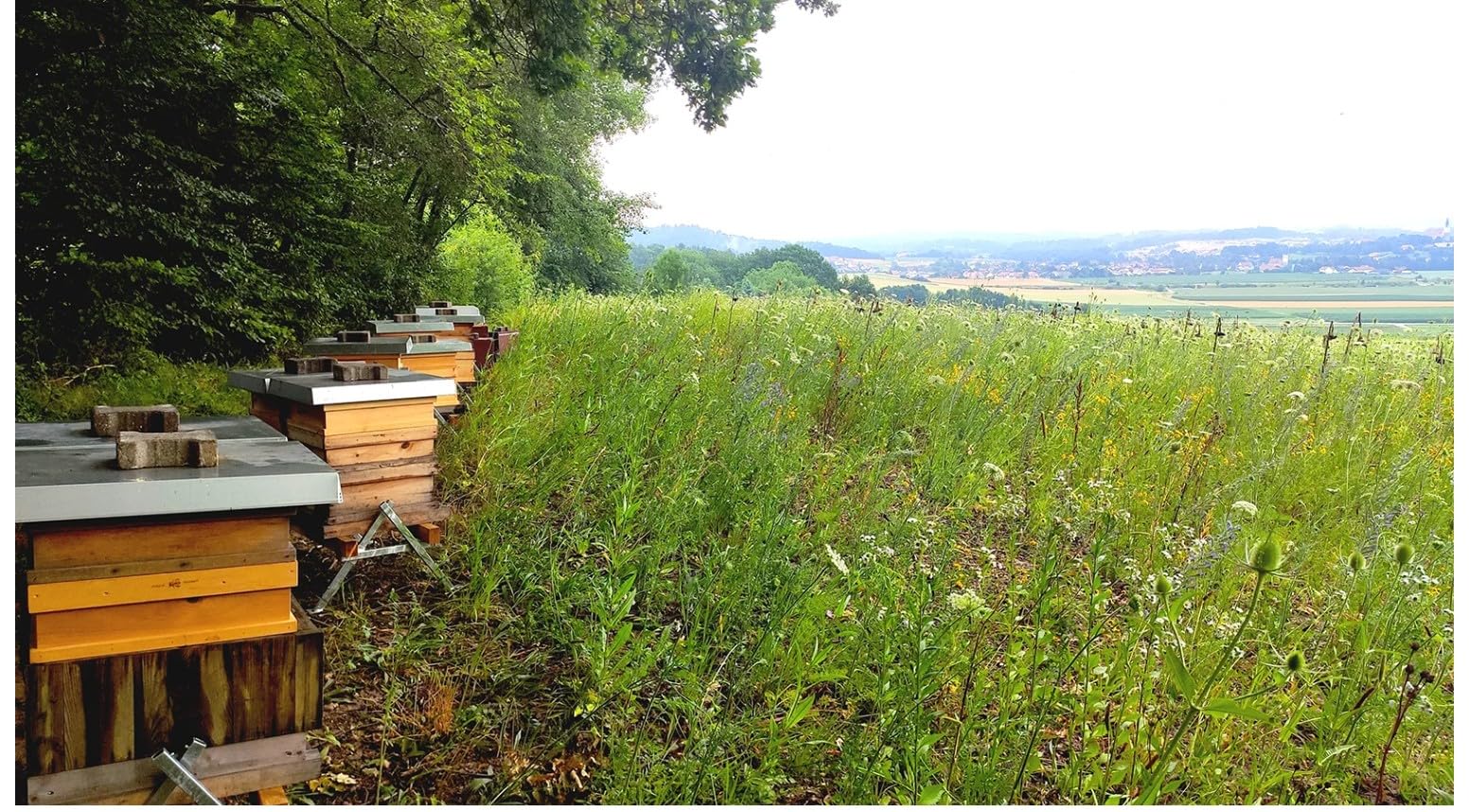 Beutenständer aus verzinktem Stahl stabiler Bienenstockständer höhenverstellbar wetterfest für Imker passend für Magazinbeuten einfacher Aufbau langlebige Konstruktion sicherer Stand im Garten robust!