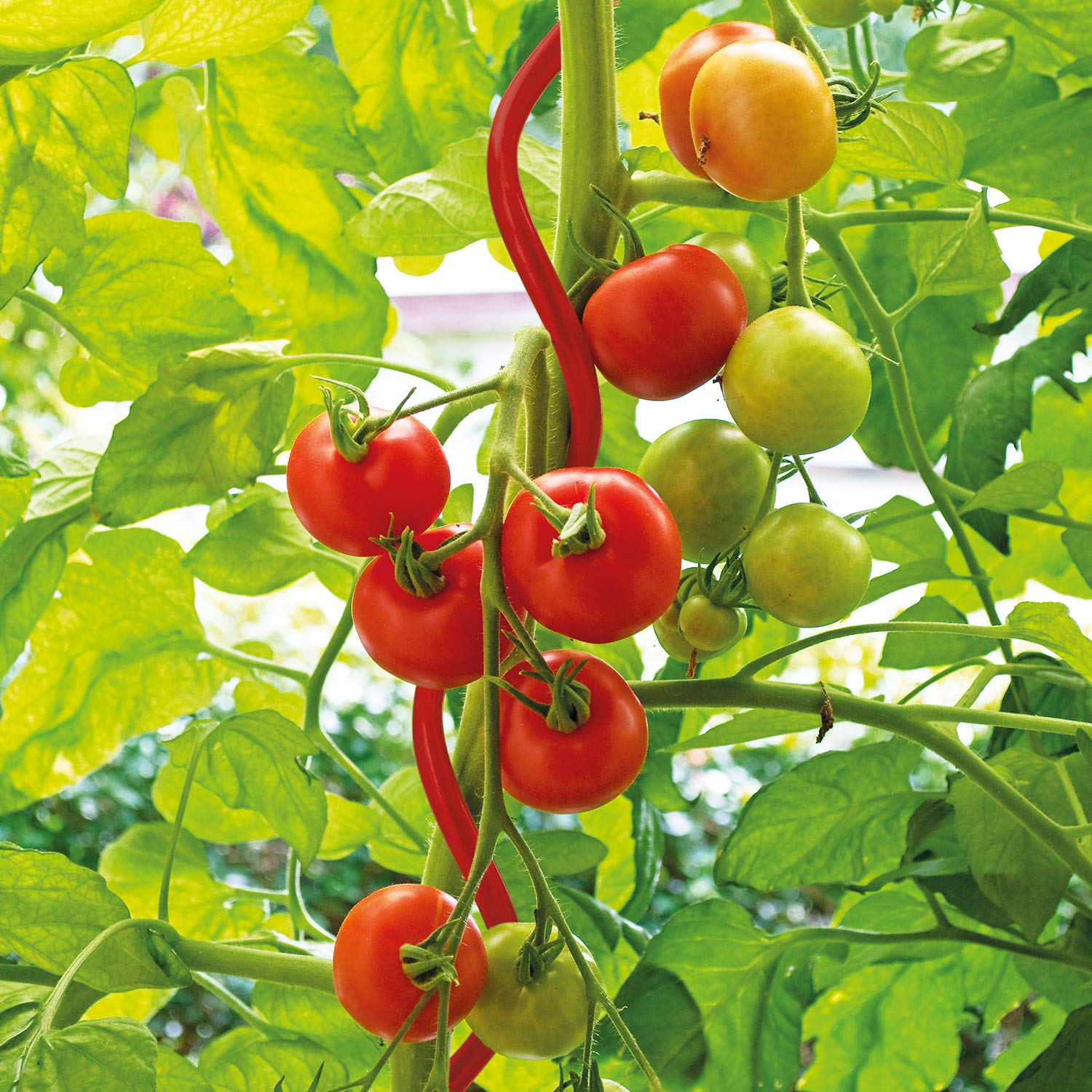 bellissa Tomatenspiralen Tomaten-Stangen 10 Stück rot 170 cm Ø 7,5 mm | Hochwertige Spiral-Stäbe für das Ranken im Garten