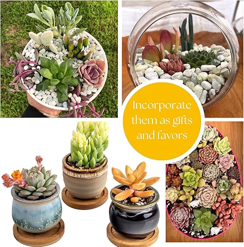 Miniatura 4 de Live Trailing Mystery Suculentas  Suculentas colgantes reales bien arraigadas plantadas en macetas de 2 pulgadas  Plantas pequeñas surtidas para