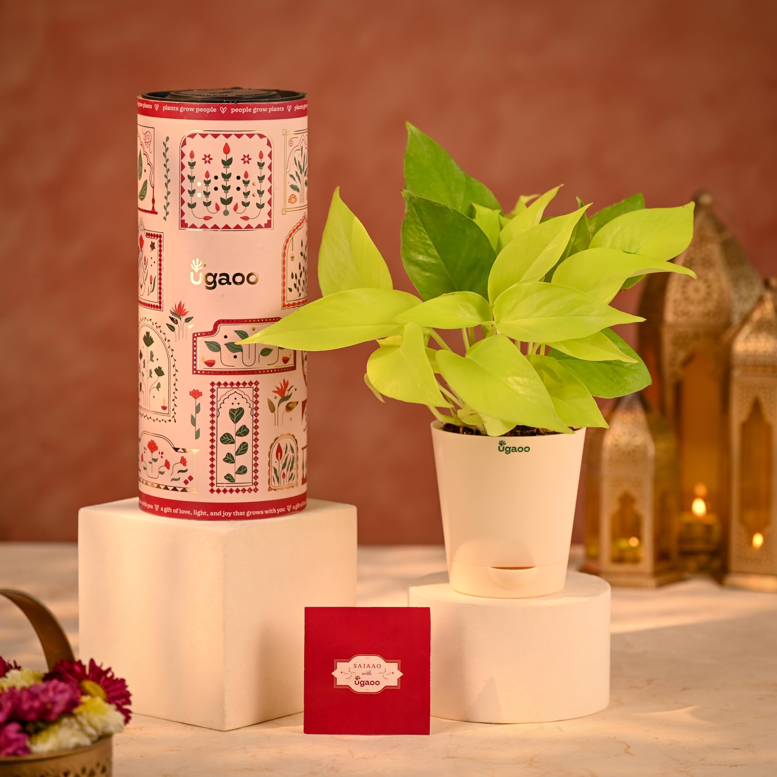 Ugaoo Golden Money Plant Diwali Gift - Golden Money Live Plant | Self Watering Pot |Greeting Card | Plant as a Diwali Gift