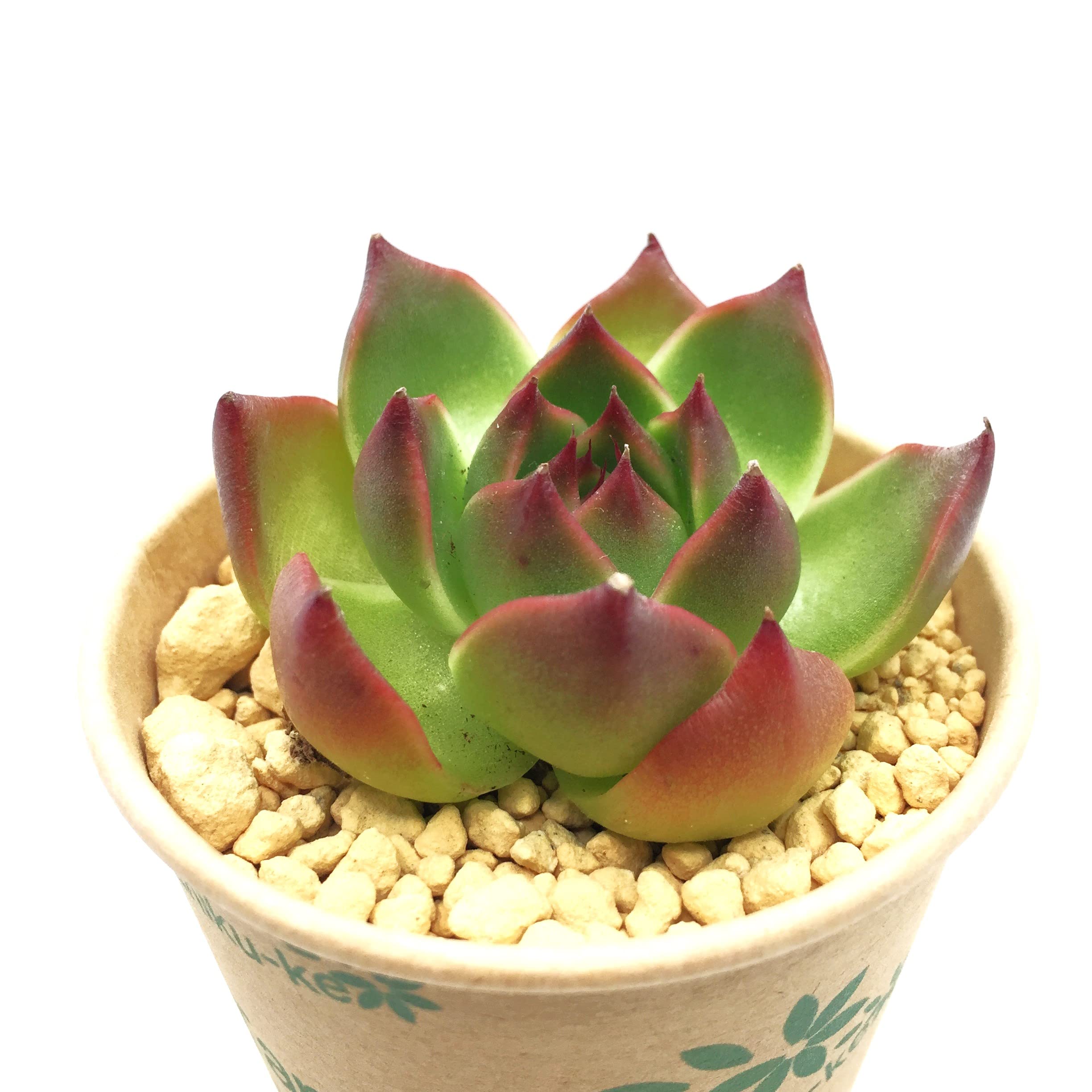 Amazon.co.jp: 多肉植物 レッドナイト 7.5㎝ポット エケベリア 根付苗