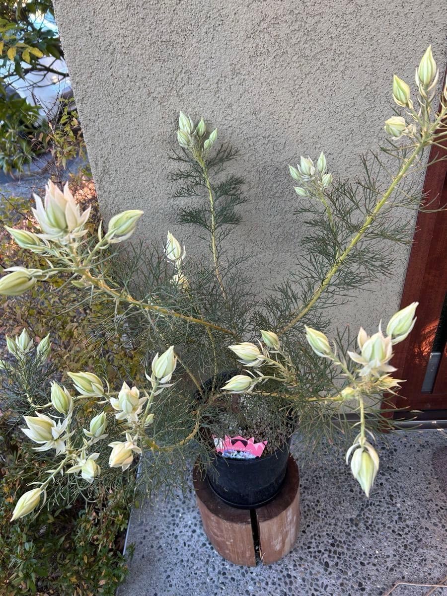 セルリアブラッシングブライド7号大 園芸ネット本店｜セルリア