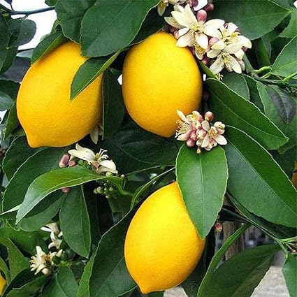 Guruji Plantation Lemon Plant Garden Live Plant Nursery Outdoor Living Plant (Long Yellow)