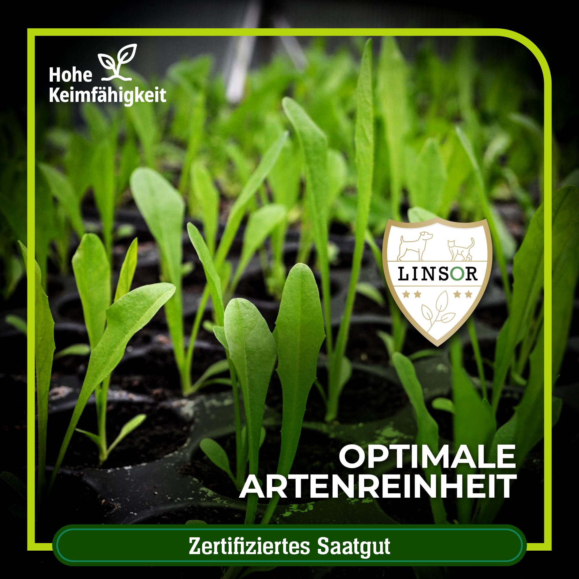 Schildkrten Krutermischung Samen 50 g Saatgut fr 1750 m Wildkruter  Samen fr Landschildkrten zur Aussaat Einer natrlichen Kruterwiese :  Amazon.de: Garten