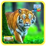 ワイルドタイガーテリトリー 4Kスクリーンセーバー：雄大なジャングルの捕食動物、熱帯雨林の音、Fire TV用スリープタイマー